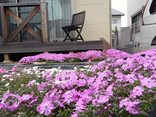 ウッドデッキの前に広がるのは芝桜。4～5月には一斉に花を咲かせ、室内やウッドデッキから花の絨毯を楽しむことができる。