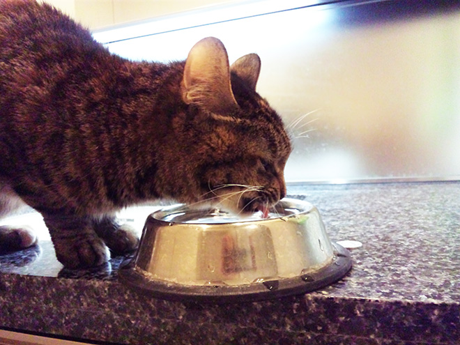ひょんな出会いから一緒に暮らし始めることになった愛猫。お水を飲む場所はなぜか洗面台の上がお気に入りなんだそう。