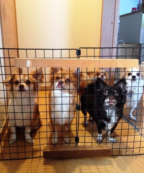 玄関ホールとリビングの間には、愛犬が飛び出さないよう、玄関の前に網をジョイントして手作りした柵を設置した。