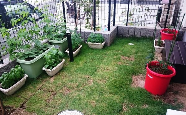 最近、庭いじりを始めたというNさん。「ゴーヤやハーブ類、トマト、オクラなどを植えました。先日、シソやバジルが収穫できたので、早速食事に入れて楽しみました」