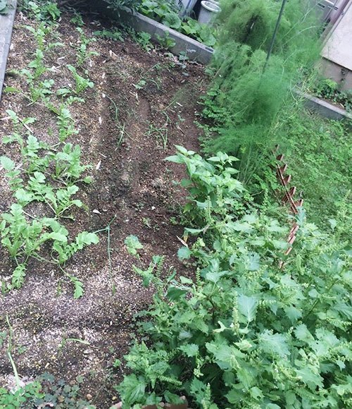 庭の一部に家庭菜園を設けた。「奥を野菜畑にして、じゃがいもや大根、玉ねぎ、にんにく、アスパラなどを植えました。みょうがやしそも自生しています。子どもたちも、育てる手伝いをしてくれますよ」