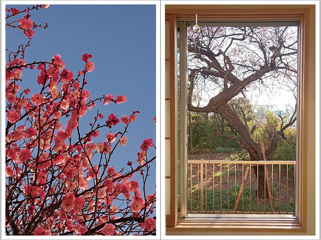 窓を開けると、隣家の庭に咲く梅の木がよく見える。「和室から障子を開けると、とても贅沢な景色が広がっています」