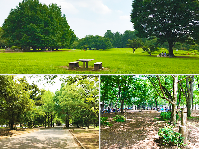 『光が丘公園』の広大な敷地はスポーツをするにも、散歩を楽しむにも、バードウォッチングをするにも最適