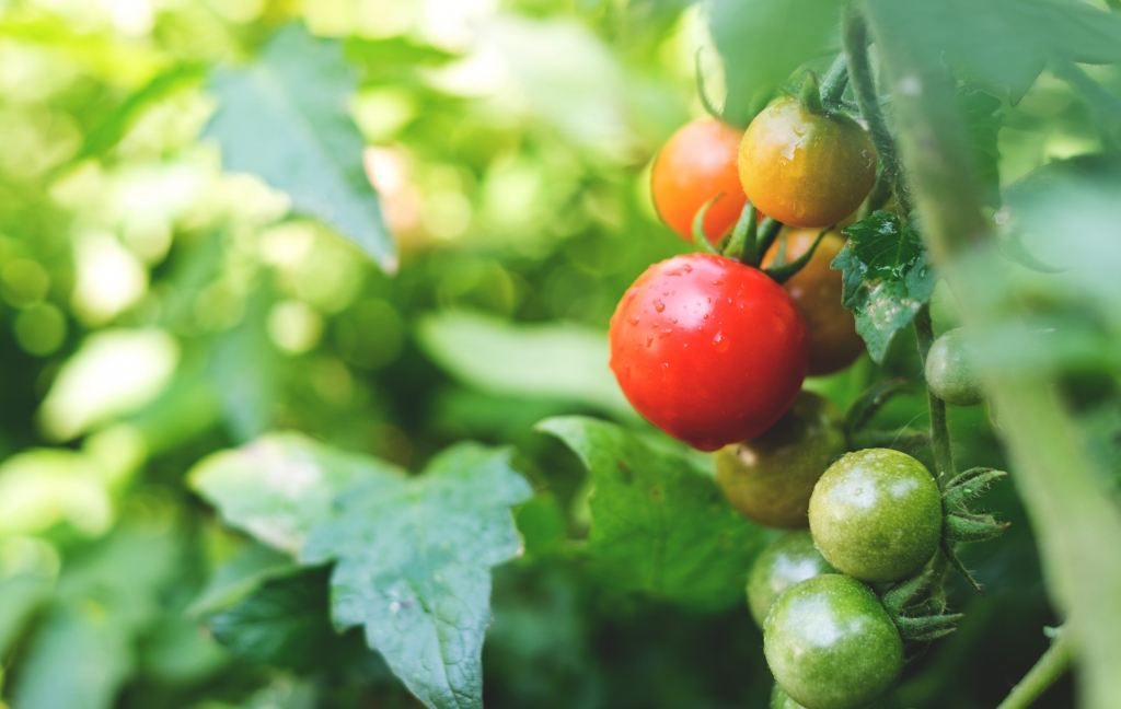 家庭菜園のすすめ ベランダや庭で育てやすいもの ミニトマト