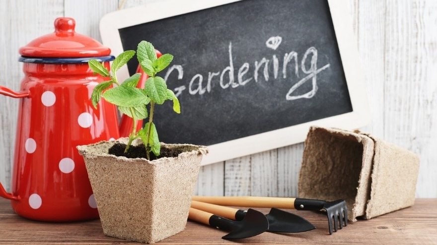 室内でも育てやすい 植物や野菜の 栽培キット のすすめ
