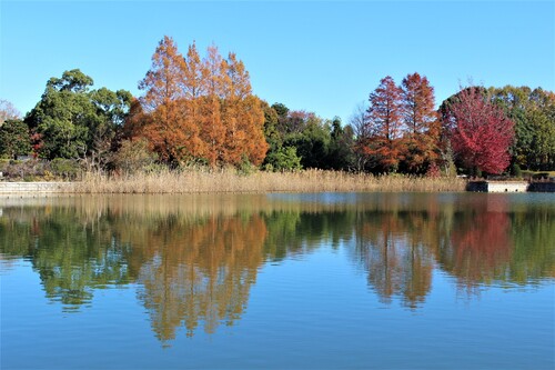 柏の葉公園の秋の景色