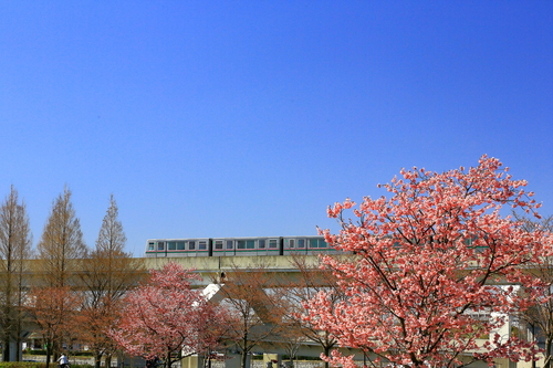 日暮里・舎人ライナーと舎人公園の桜