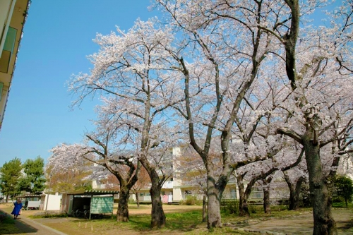 常盤平団地の桜