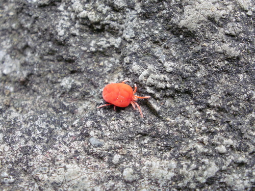 赤いダニのような虫の正体は 家の中で見つけた場合の駆除方法 Aruhiマガジン 暑くなってくると コンクリート 庭の石 ｄメニューニュース Nttドコモ