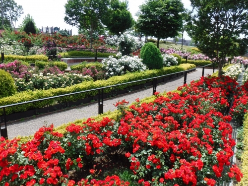 新田さくら公園の「バラ花壇」